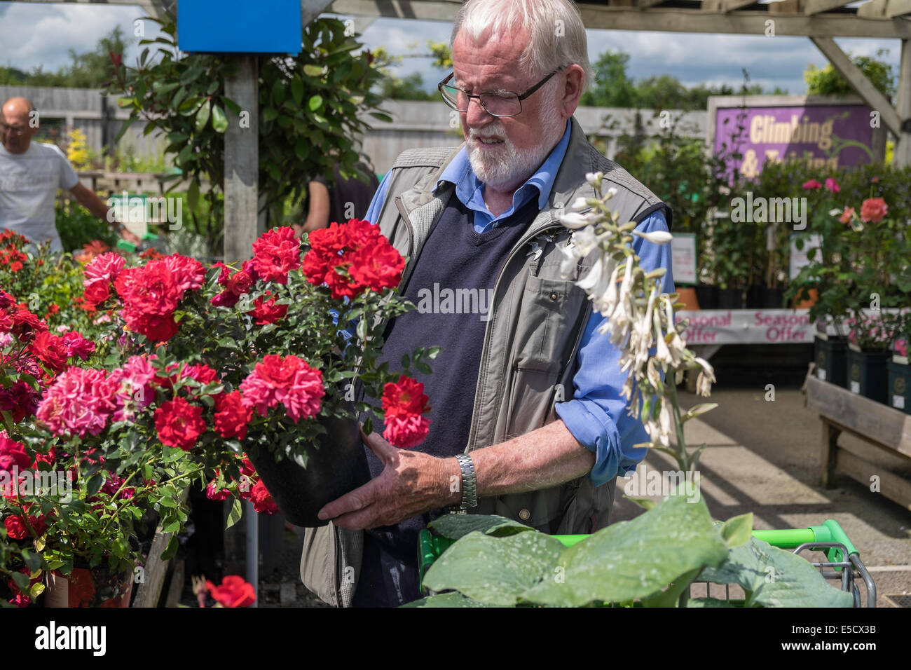 Homme plus âgé en pot rose en sélectionnant centre jardin sur journée d'été UK Banque D'Images
