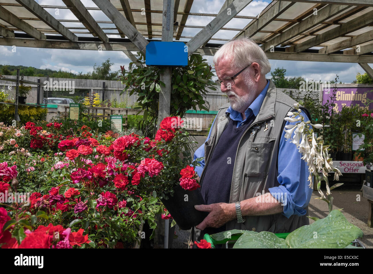 Homme plus âgé en pot rose en sélectionnant centre jardin sur journée d'été UK Banque D'Images