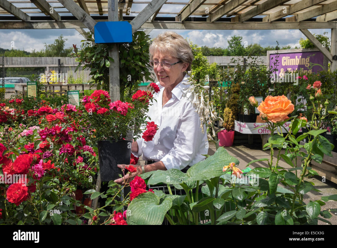 Femme plus âgée à la PAO à roses et plantes en jardinerie sur summer day UK Banque D'Images