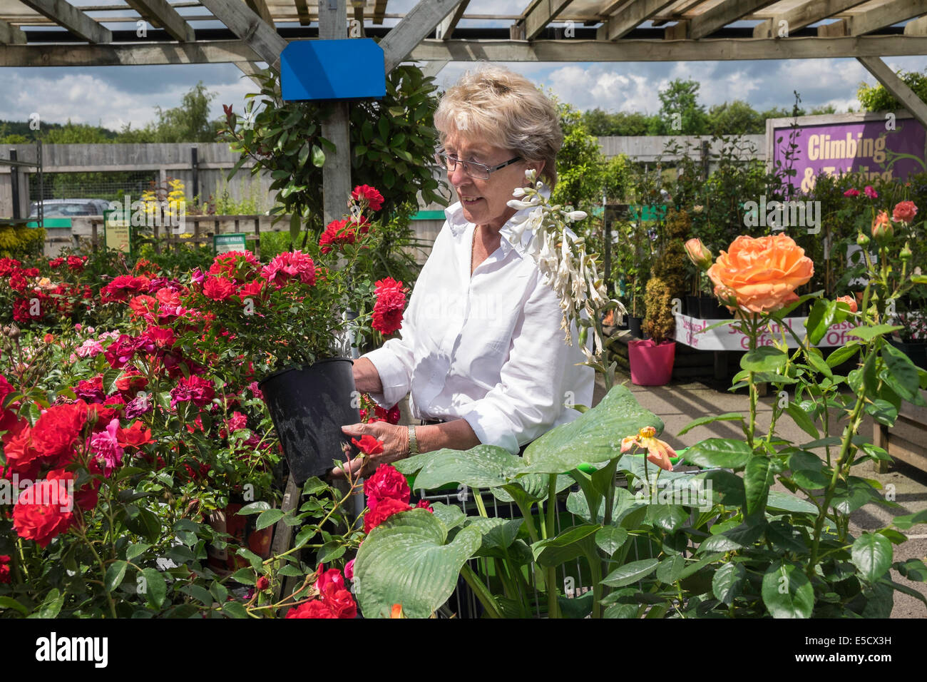 Femme plus âgée à la PAO à roses et plantes en jardinerie sur summer day UK Banque D'Images