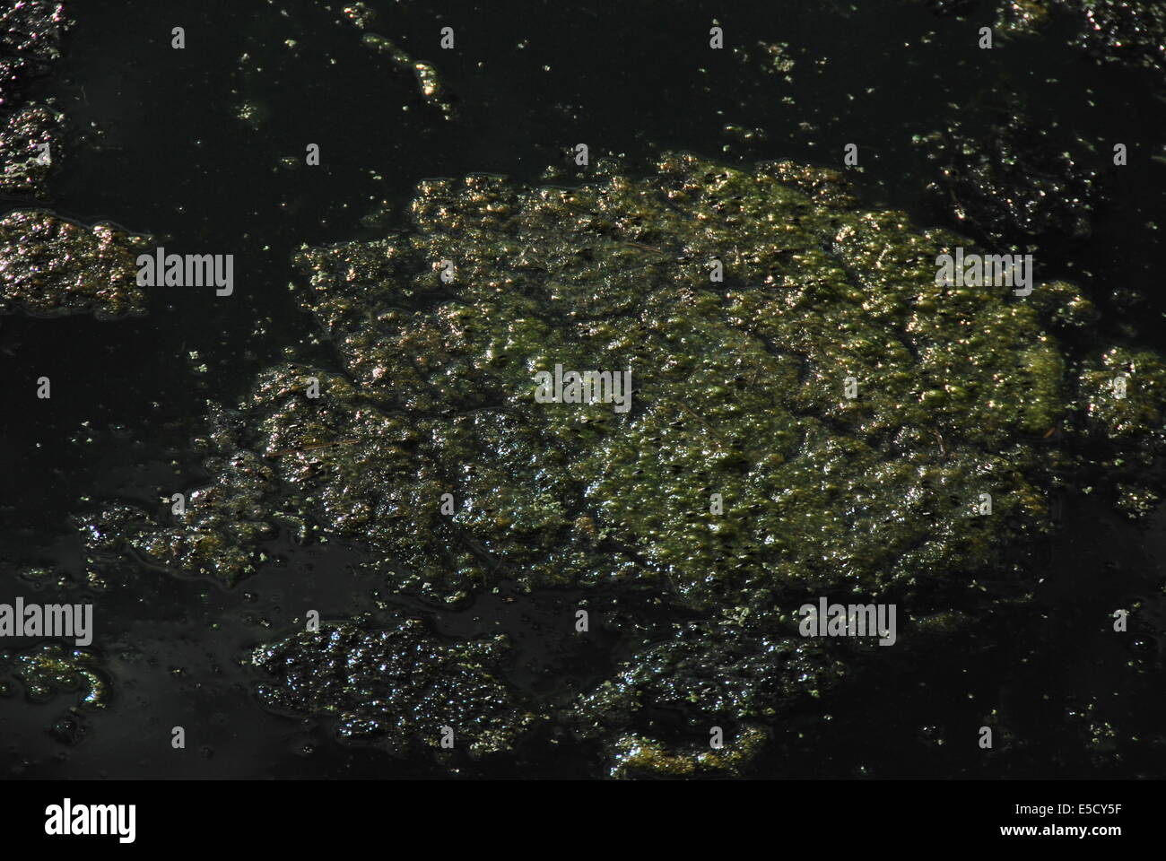 L'eau, la vie végétale. lac, vert. sombre. La lumière brille. Banque D'Images