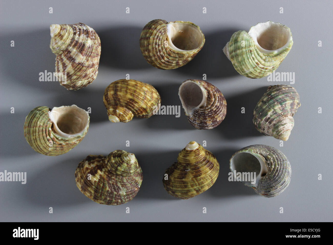 Châtaignier indiens coquilles Turban Banque D'Images