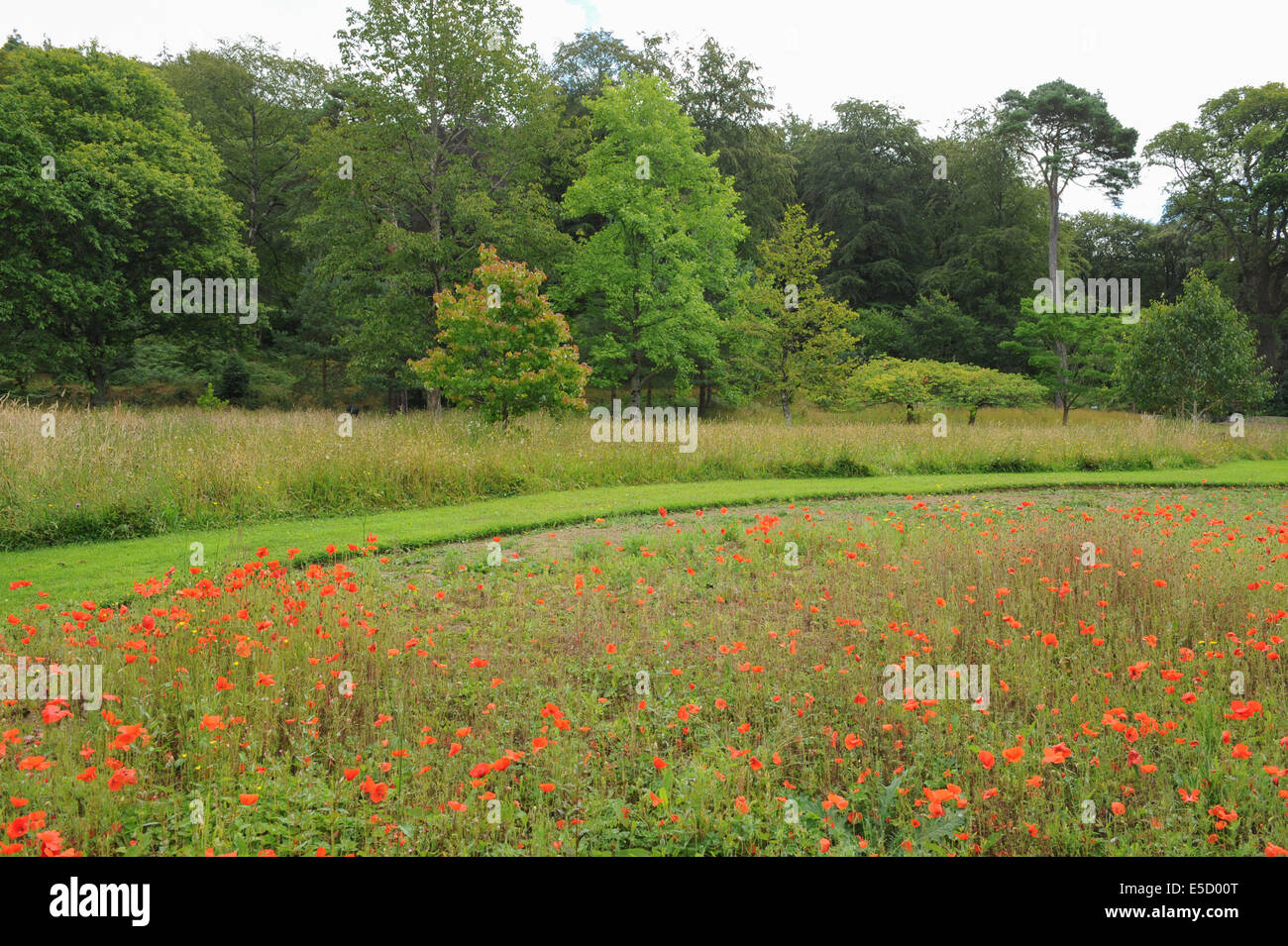 Flandre coquelicots dans une prairie de la gardens at Rosemoor, Torrington, Devon, England, UK Banque D'Images