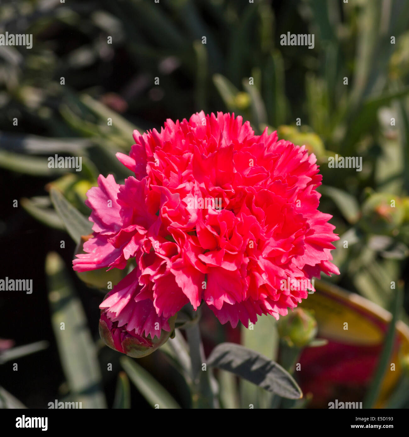 Dianthus caryophyllus rouge ' ' est communément connu sous le nom de roses de jardin Banque D'Images