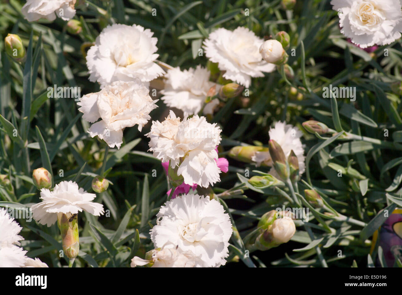 Dianthus caryophyllus blanc ' ' Tempête Arctique communément connu sous le nom de roses de jardin Banque D'Images