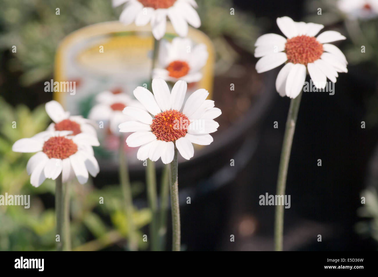 Rhodanthemum ' ' yeux africains Banque D'Images