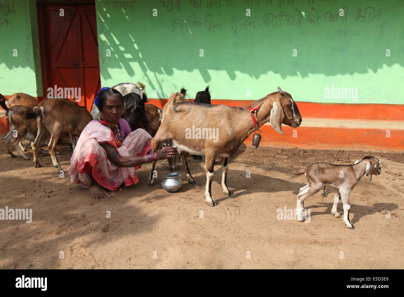 Femme Tribal traire une chèvre, tribu Baiga, Karangra Chattisgadh, Village, Inde Banque D'Images