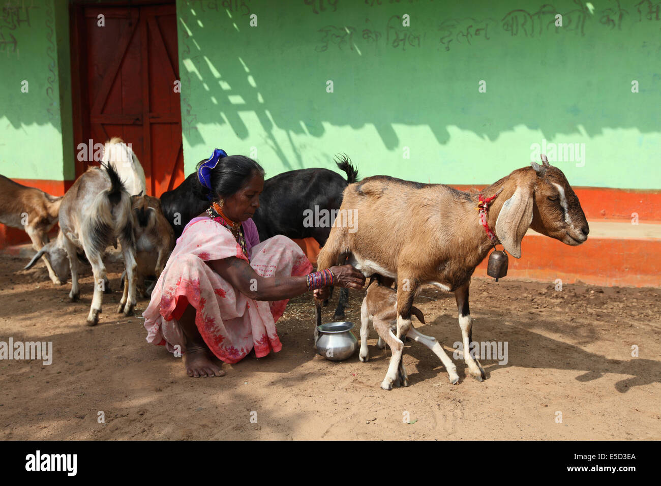 Traire une chèvre à la main Banque de photographies et d’images à haute résolution Alamy