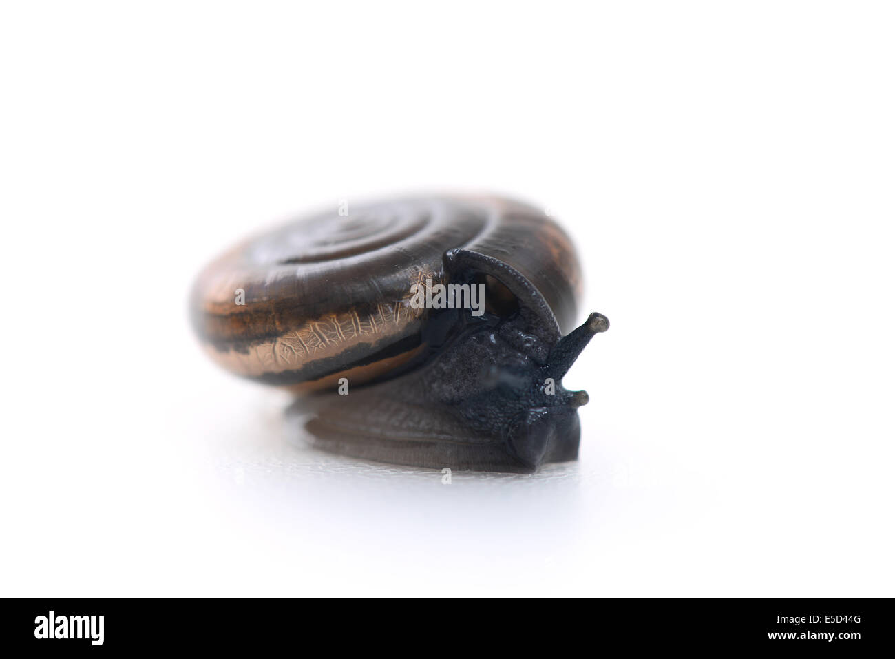 Petit escargot isolated on white Banque D'Images