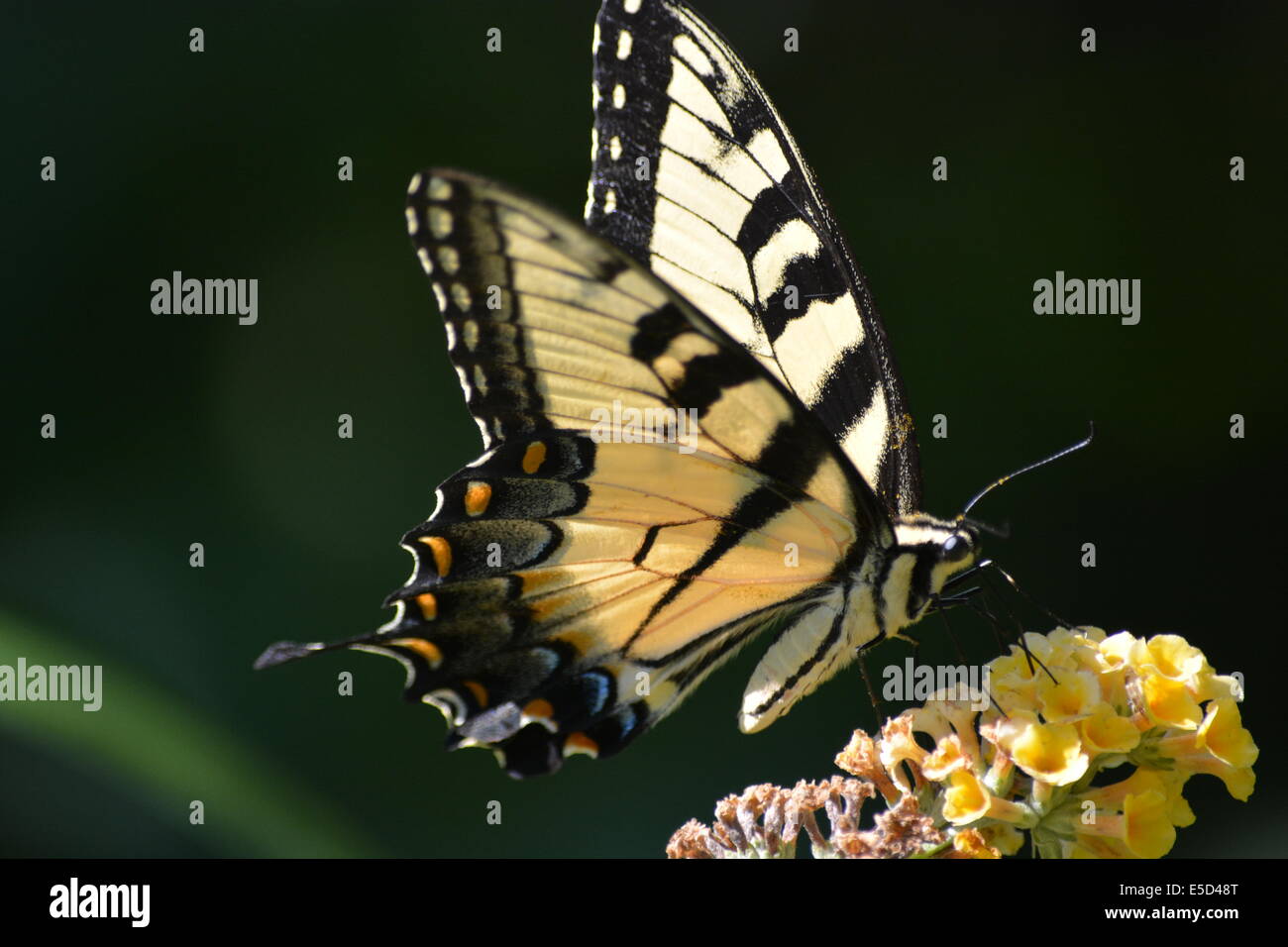 Papillon du machaon jaune insecte Banque D'Images