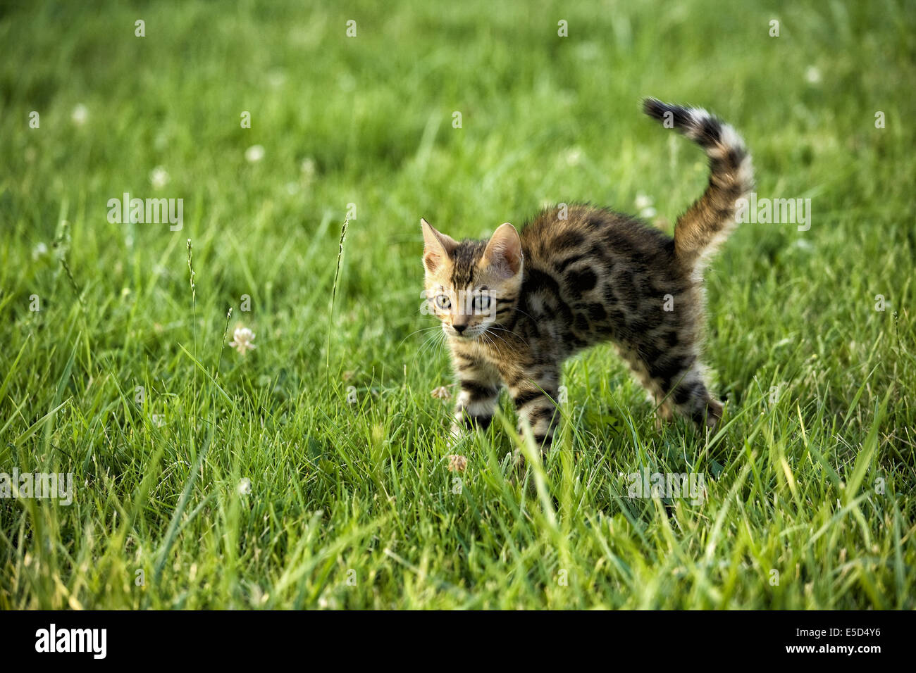 Adorable chatons jouent dehors dans l'herbe verte Banque D'Images Adorable chatons jouent dehors dans l'herbe verte Banque D'Images