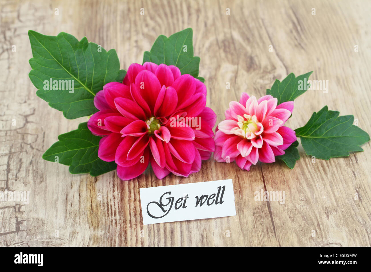 Carte de prompt avec dahlia rose fleurs Banque D'Images