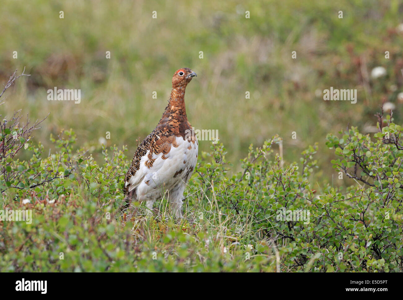 Lagopède mâle en plumage d'été Banque D'Images