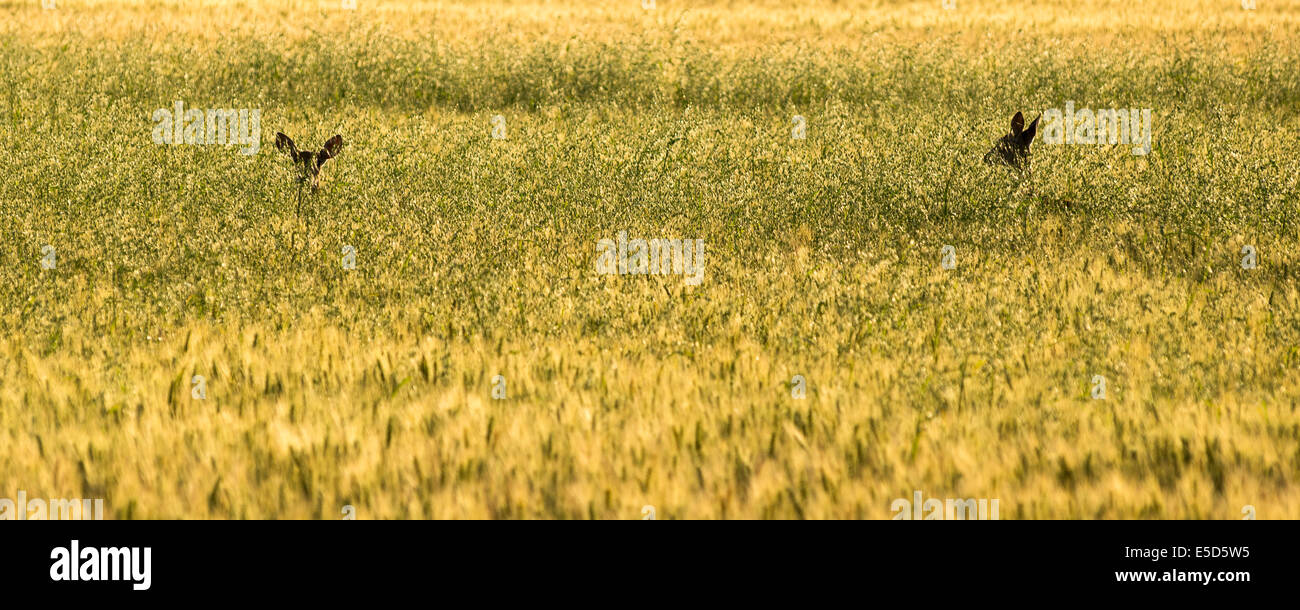 Cerfs dans un champ de blé dans la région de Oregon's Wallowa Valley. Banque D'Images