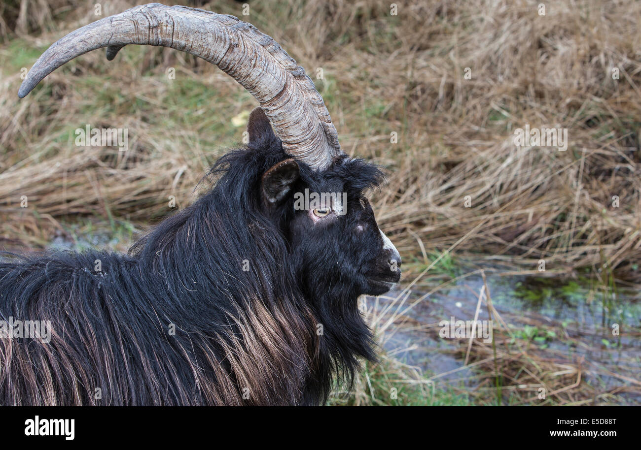 Les chèvres sauvages dans le Galloway Forest Park en Ecosse. Banque D'Images