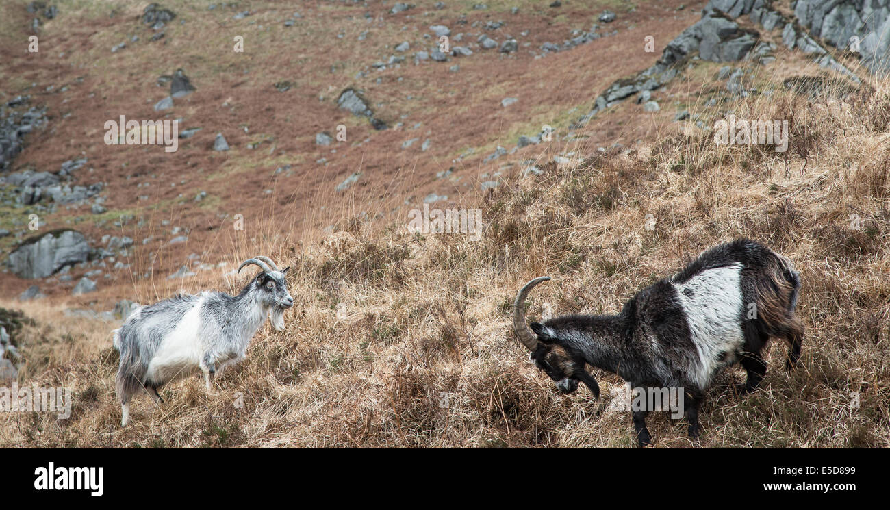 Les chèvres sauvages dans le Galloway Forest Park en Ecosse. Banque D'Images