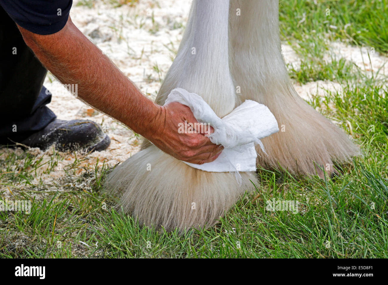 Nettoyage et propriétaire de poudre les sabots d'un cheval Clydesdale en préparation pour une exposition. Glasgow Ecosse, Royaume-Uni Banque D'Images