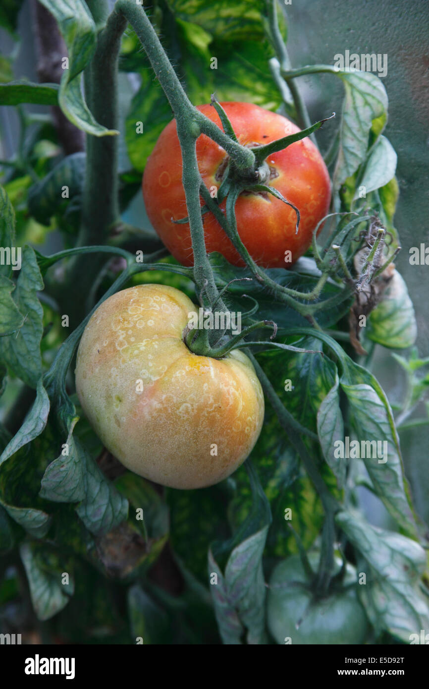 Lycopersicon esculentum Tomate 'Beefsteak' close up de mûrissement des fruits Banque D'Images