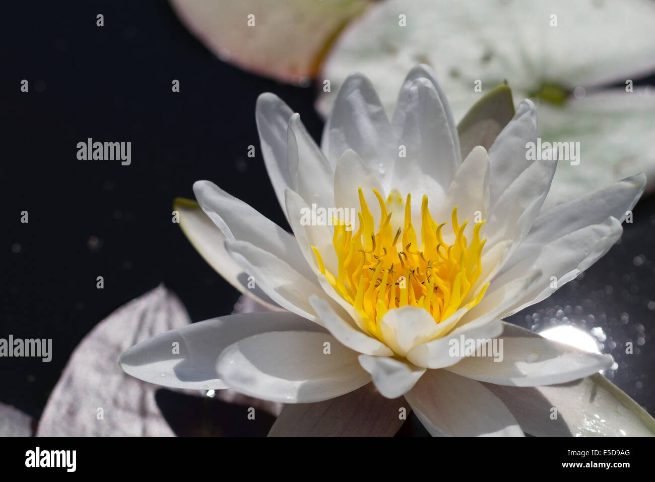 Un nénuphar blanc avec de l'eau et de grosses feuilles en arrière-plan Banque D'Images