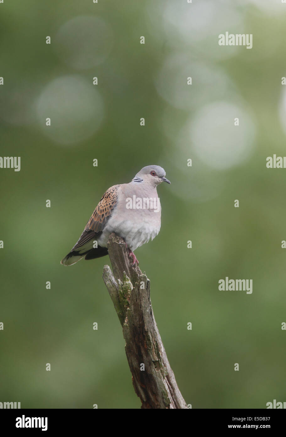 Streptopelia turtur Turtle dove perching on branch Banque D'Images