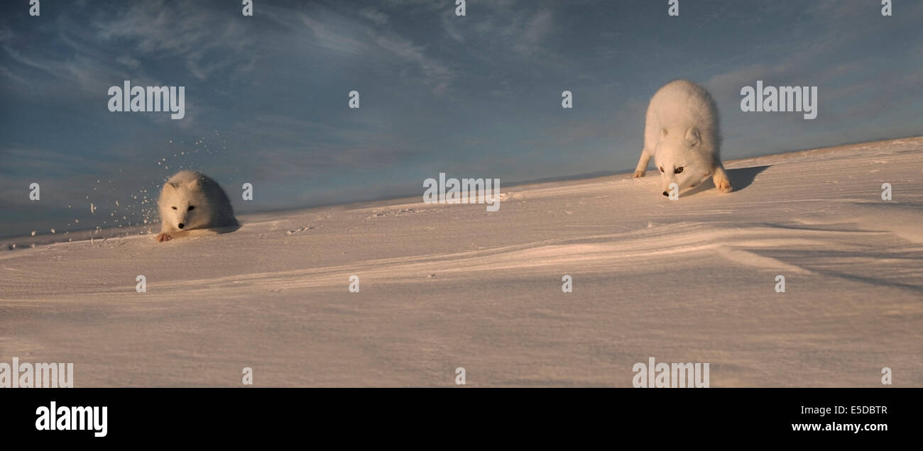 Deux le renard arctique (Alopex lagopus) en phase aiguë d'audience sont en mesure de détecter ses proies sous la neige. Cape Churchill ; la baie d'Hudson ; Manit Banque D'Images