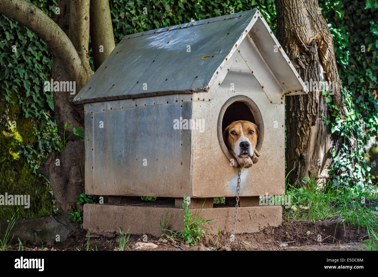 Chien triste à regarder hors de sa cage Banque D'Images