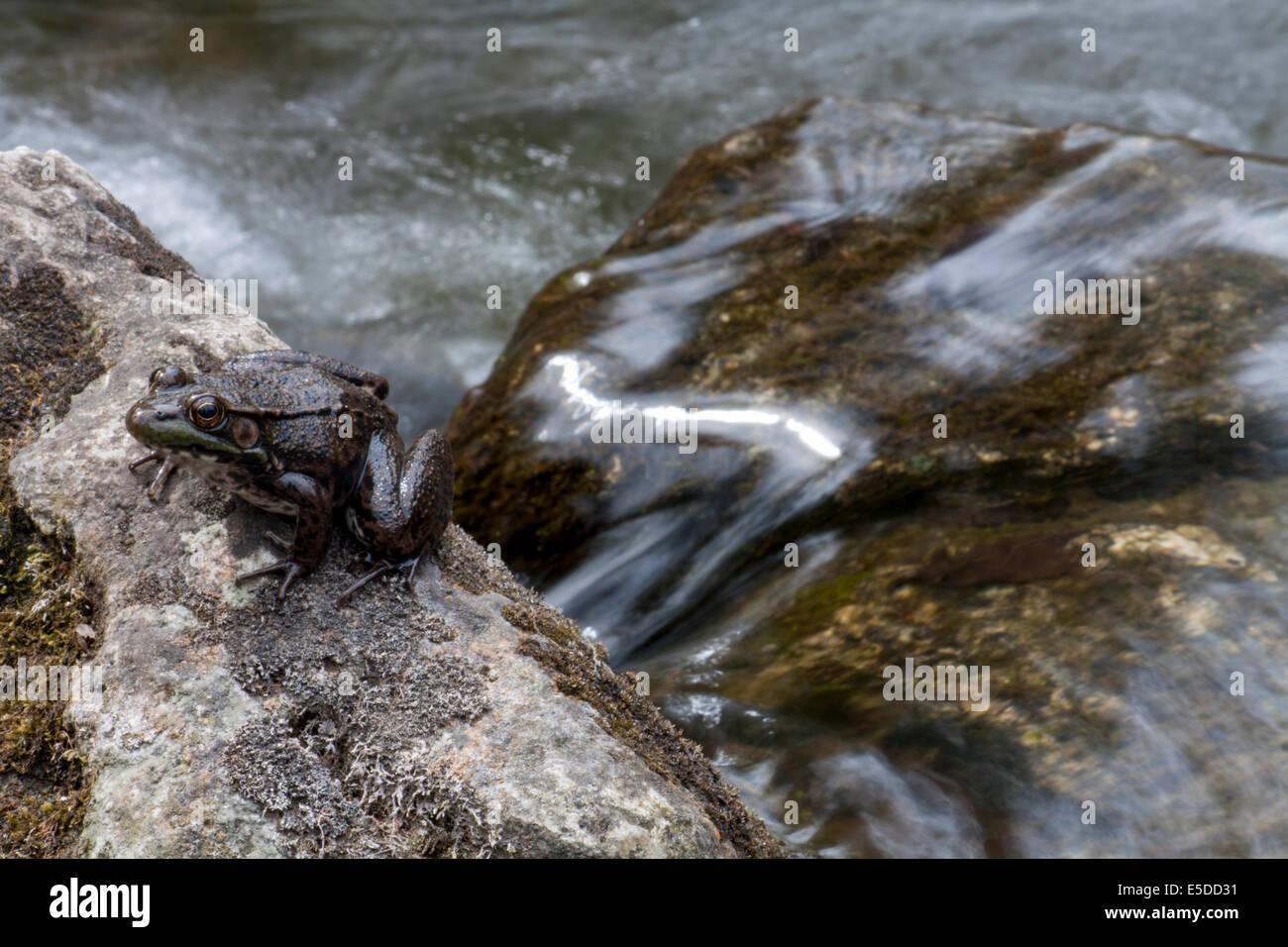 Une Grenouille vert foncé (Lithobates clamitans) assis sur une pierre au bord d'une rivière. Banque D'Images