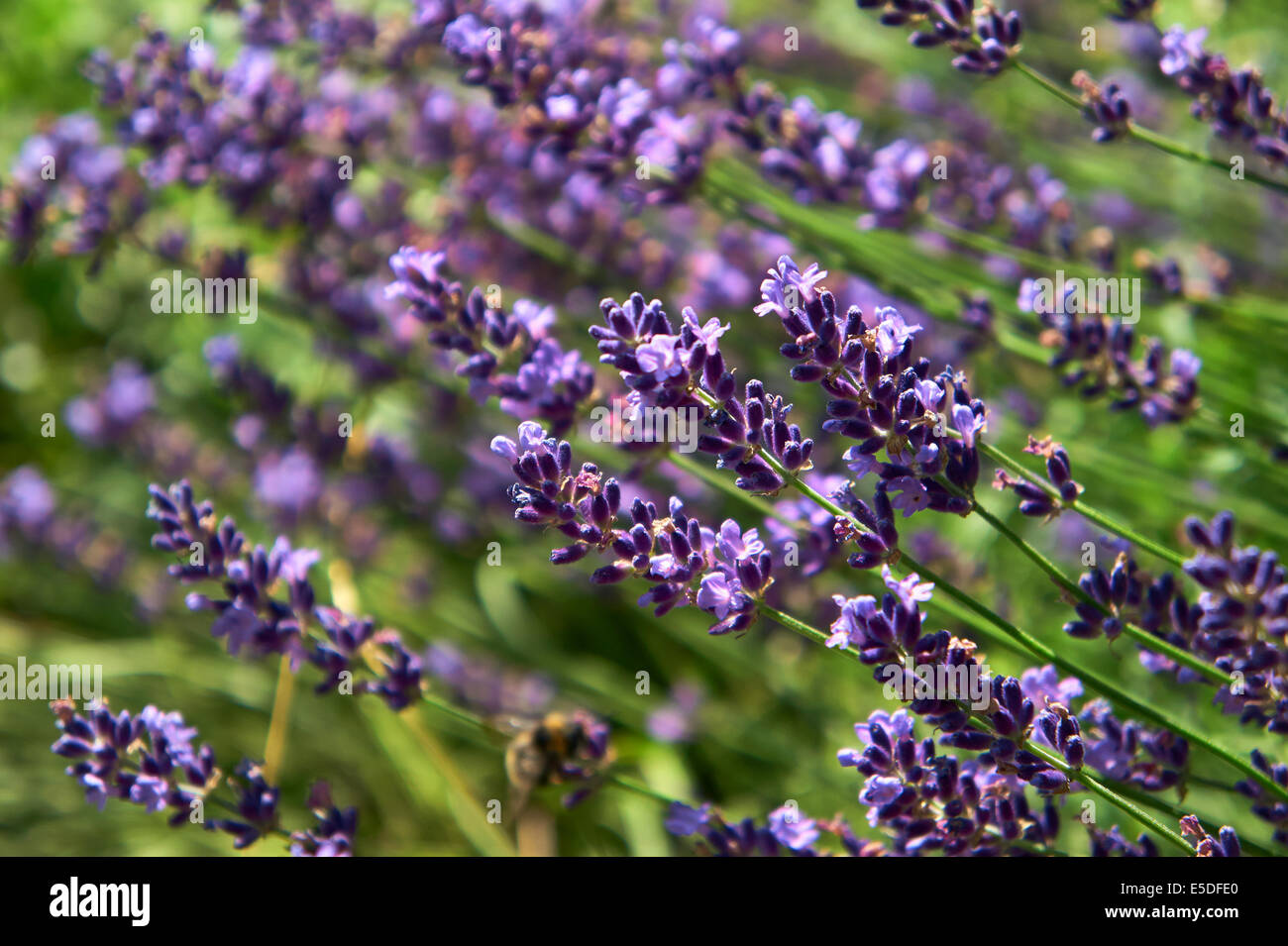 Close-up de lavande en fleurs dans un jardin de l'abeille. Profondeur de champ. Banque D'Images