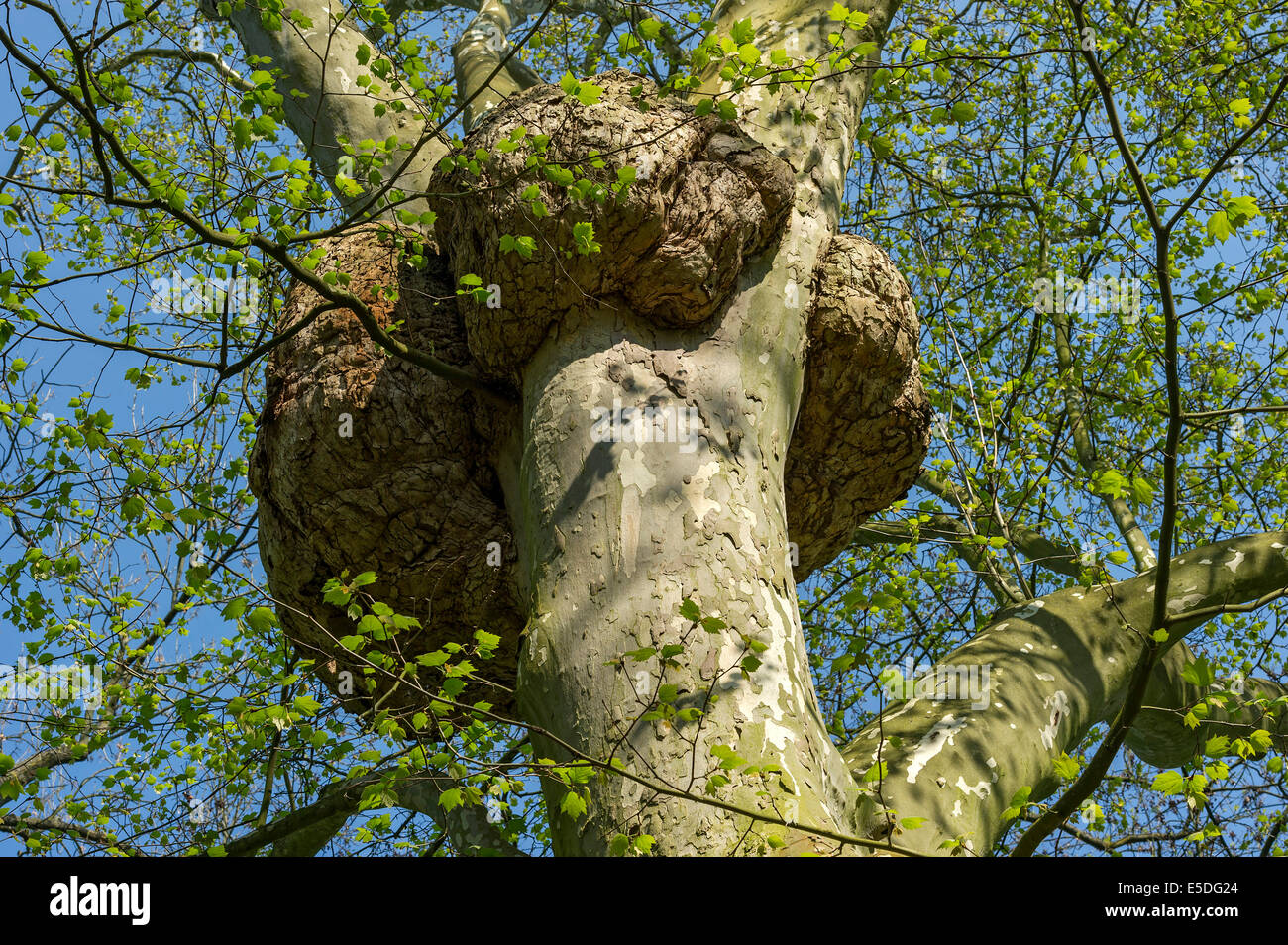 Avion à destination de Londres (Platanus x hispanica, syn Platanus x acerifolia) avec la croissance cellulaire anormale inoffensif, jardins spa, Bad Nauheim Banque D'Images