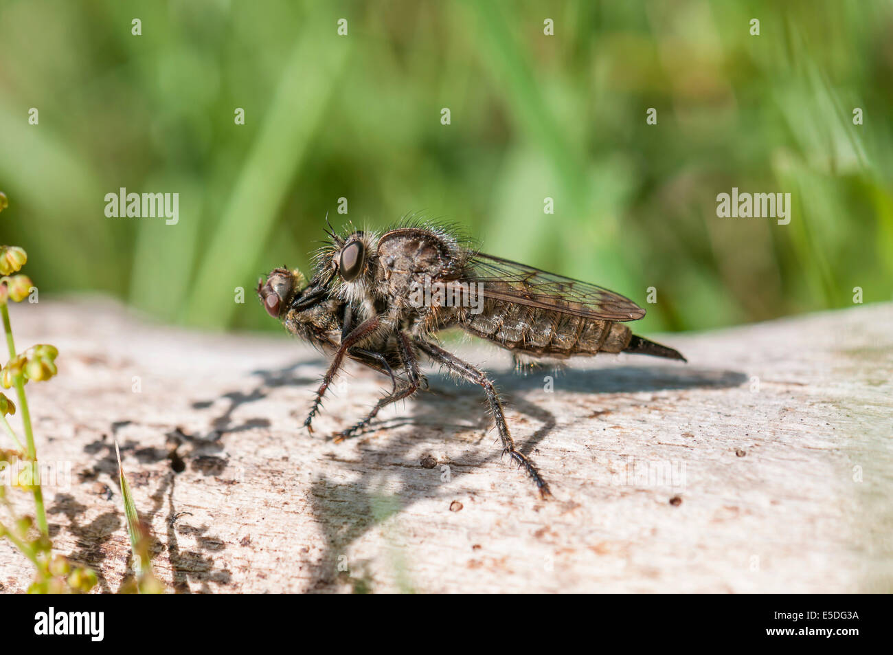 Robber fly (Erax barbatus), femme avec les proies, Hesse, Allemagne Banque D'Images