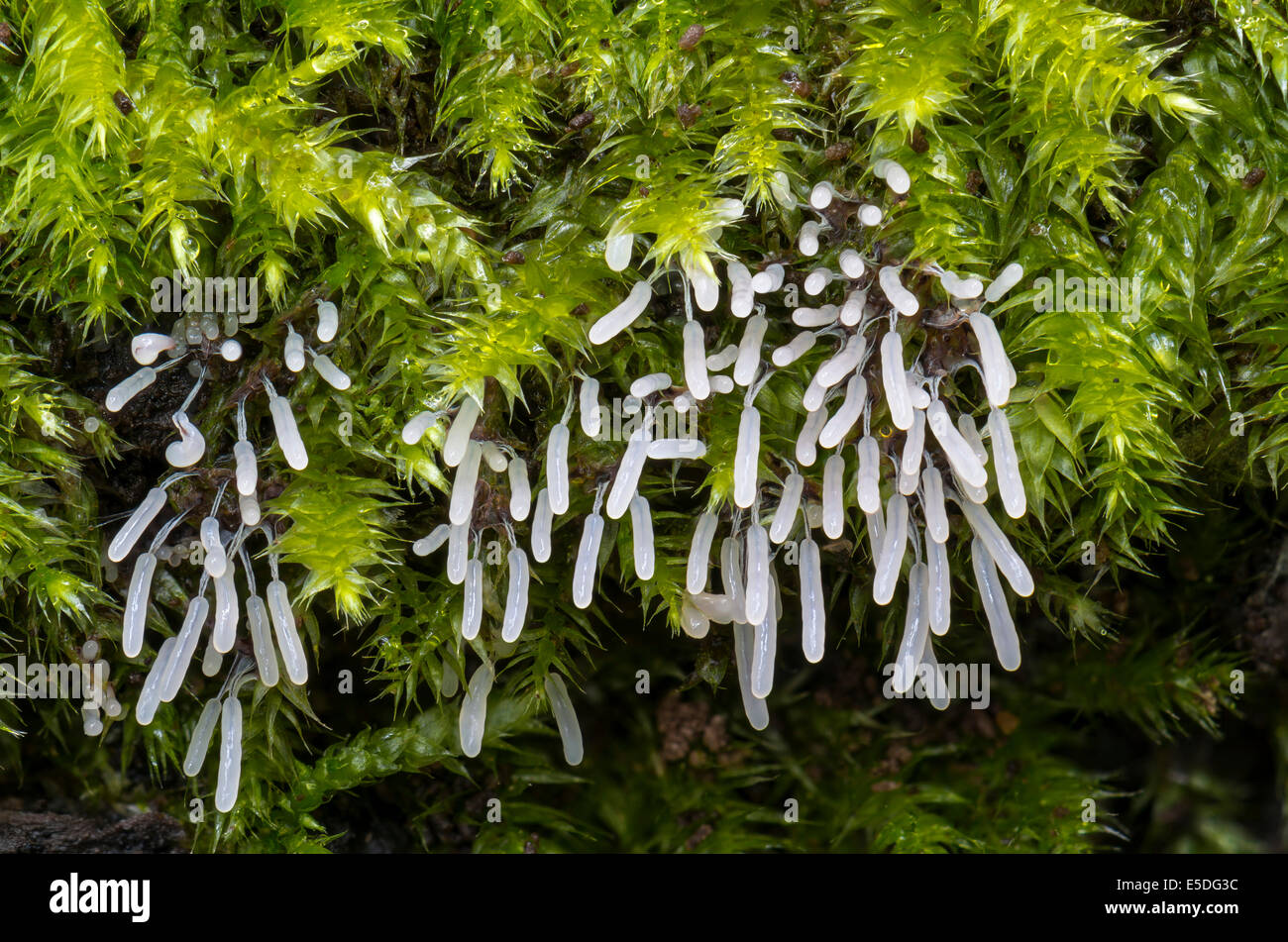 Stemonitopsis typhina (Stemonitopsis typhina), des organes de fructification en mousse de pluie, Hesse, Allemagne Banque D'Images