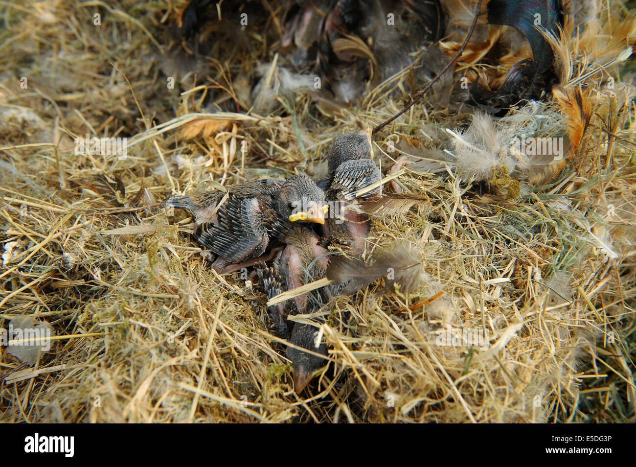 Moineau domestique (Passer domesticus), les jeunes oiseaux, 9-14 jours dans un nid, Allemagne Banque D'Images