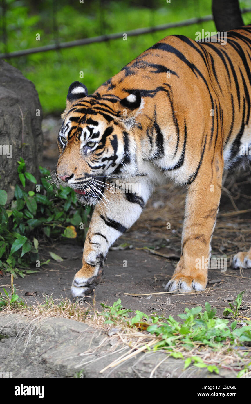 Tigre de Sumatra Panthera tigris sumatrae  = Banque D'Images