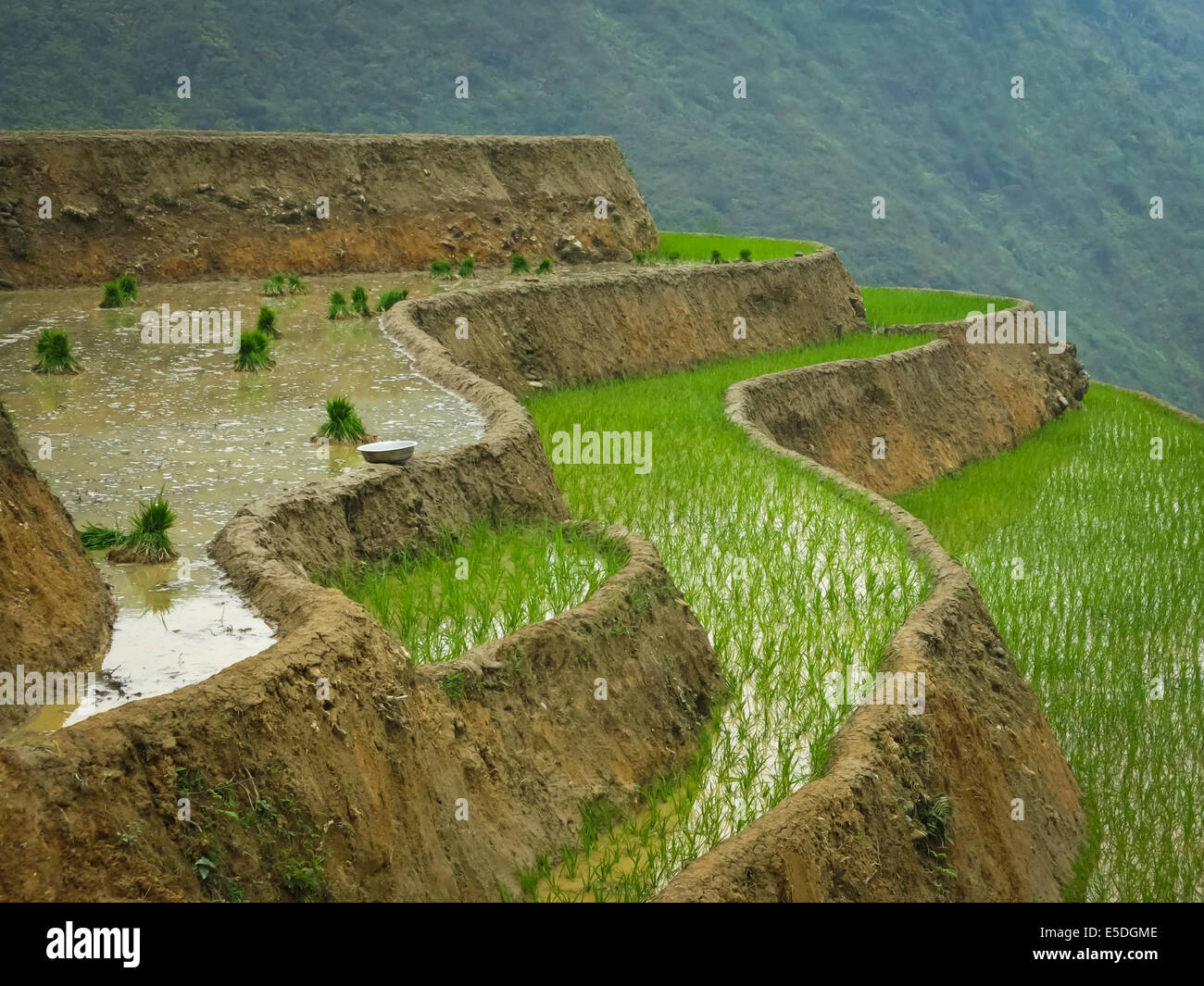 Terrasse de riz dans la région de Sapa, Vietnam Banque D'Images