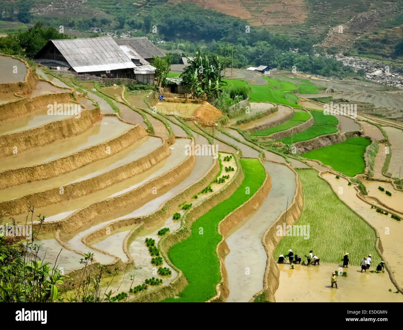 Terrasse de riz dans la région de Sapa, Vietnam Banque D'Images