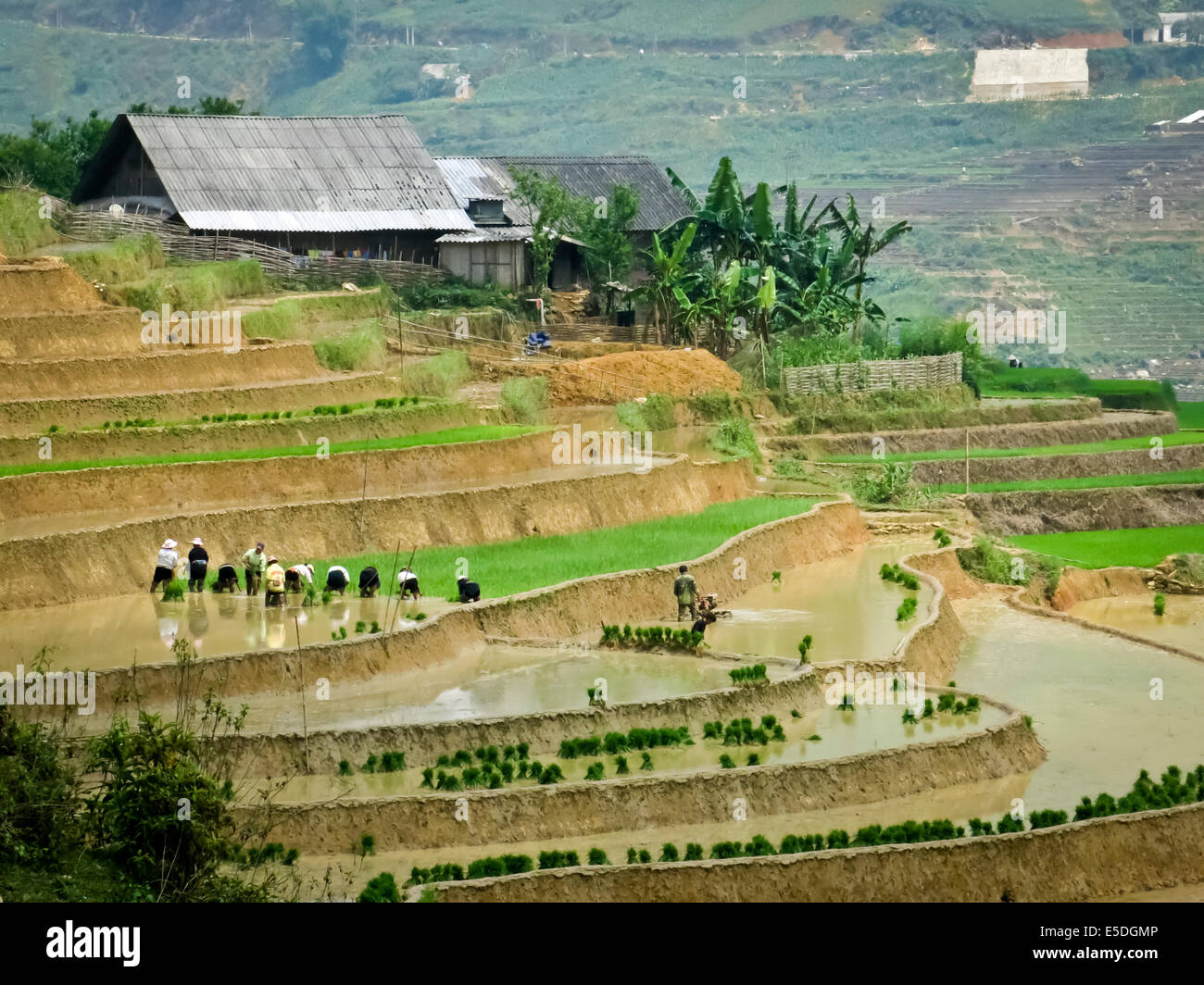 Terrasse de riz dans la région de Sapa, Vietnam Banque D'Images