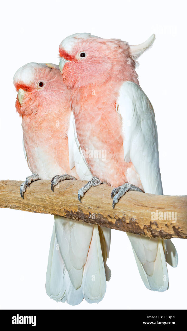 Deux grands cacatoès Mitchell sur fond blanc Banque D'Images