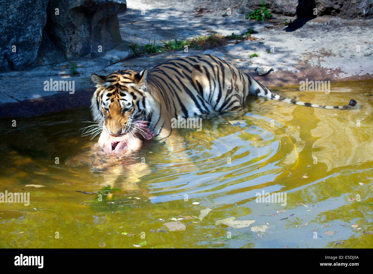 Un tigre de Sibérie avec carcasse animale dans la bouche Banque D'Images