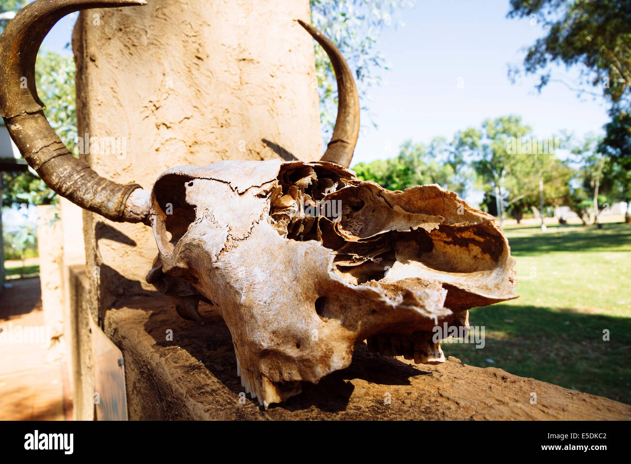 L'Australie, Australie occidentale, vache crâne à Pont Wilare Roadhouse Banque D'Images