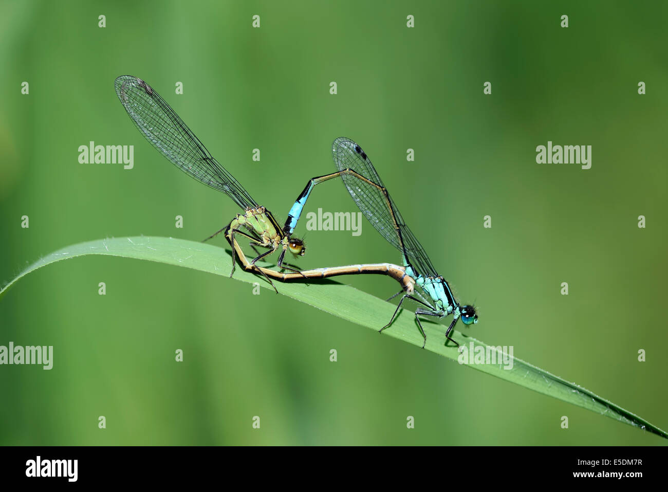 Deux demoiselles à queue bleue, d'Ischnura elegans, en face de fond vert Banque D'Images