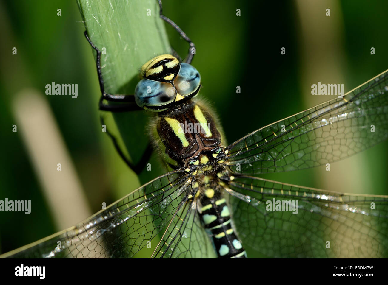 Hairy libellule, Brachytron pratense, close-up Banque D'Images