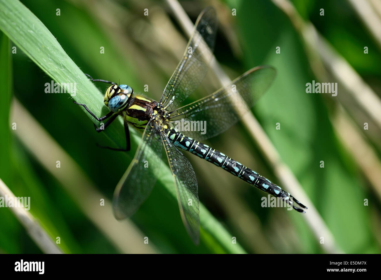 Hairy libellule, Brachytron pratense, assis sur brin d'herbe Banque D'Images