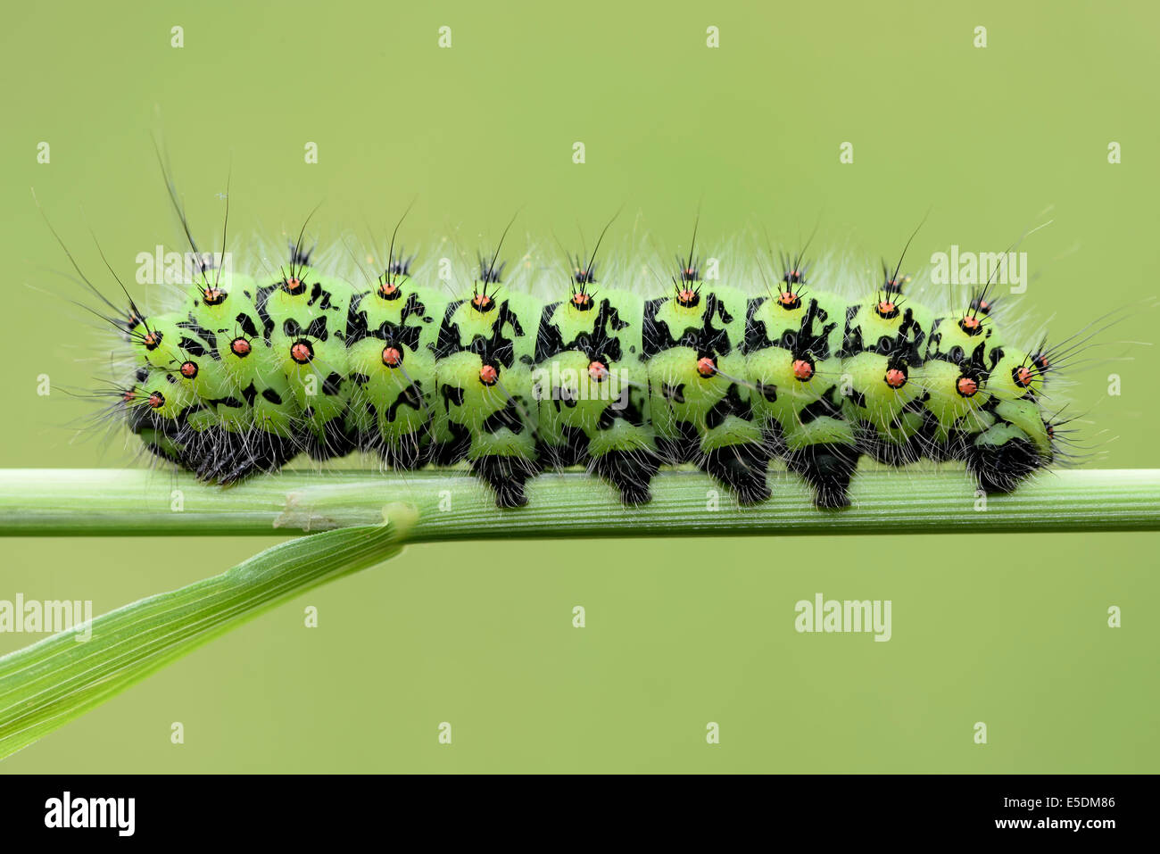 Papillon empereur, Saturnia pavonia, sur brin d'herbe, en face de fond vert Banque D'Images