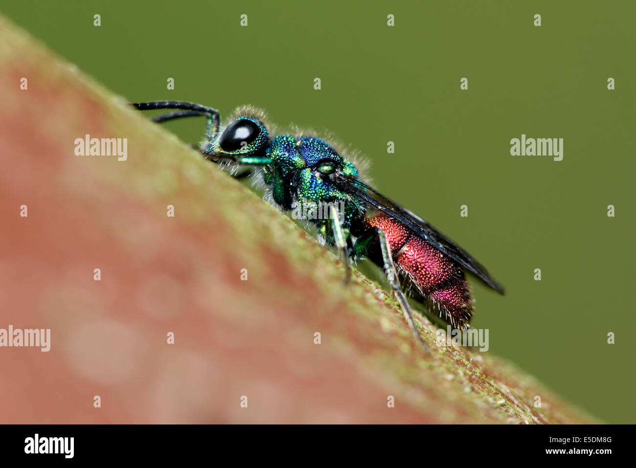 Le rubis, guêpe Chrysis putoni, close-up Banque D'Images
