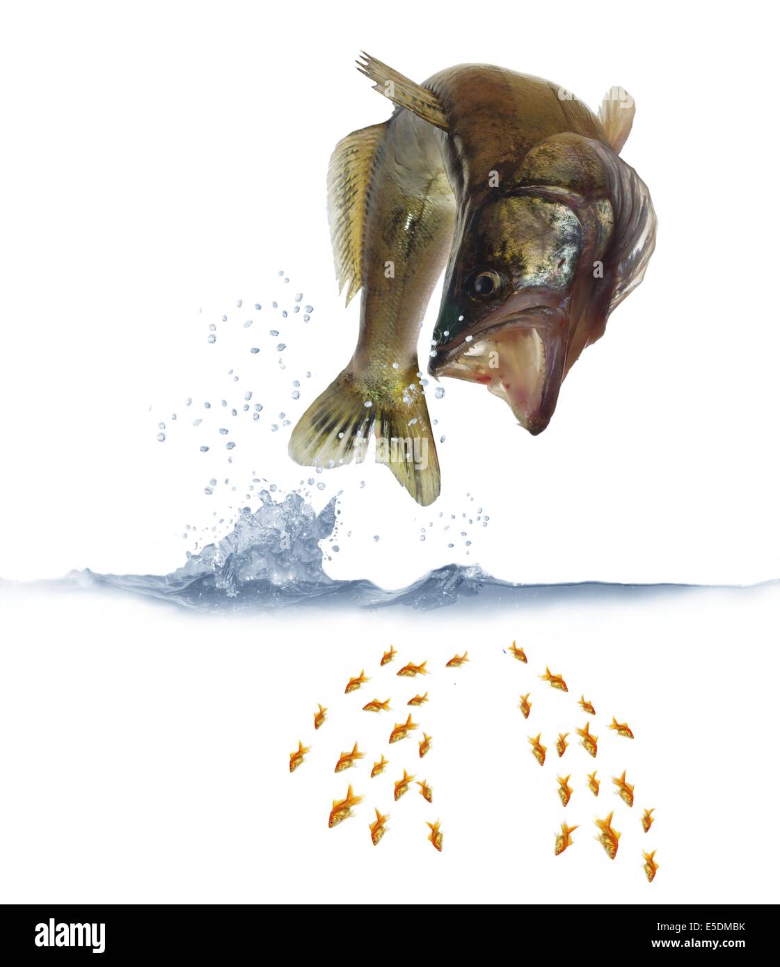 Sautant pour poisson zander sur fond blanc Banque D'Images