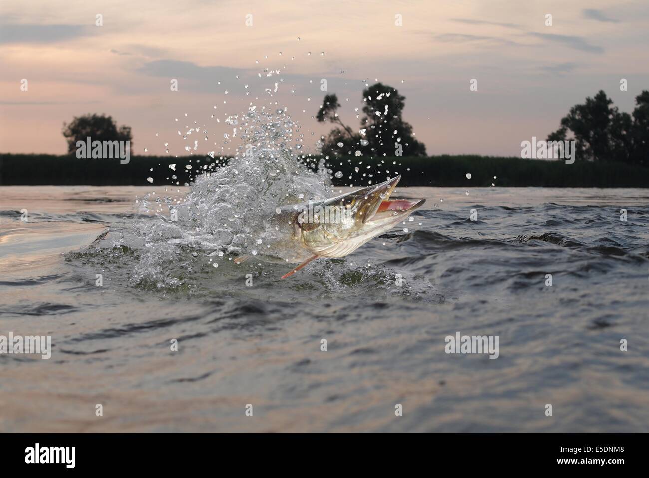 Sautant hors de l'eau long pike Banque D'Images