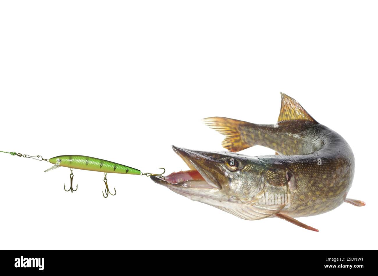 Le brochet et le long d'appâts artificiels sur fond blanc Banque D'Images