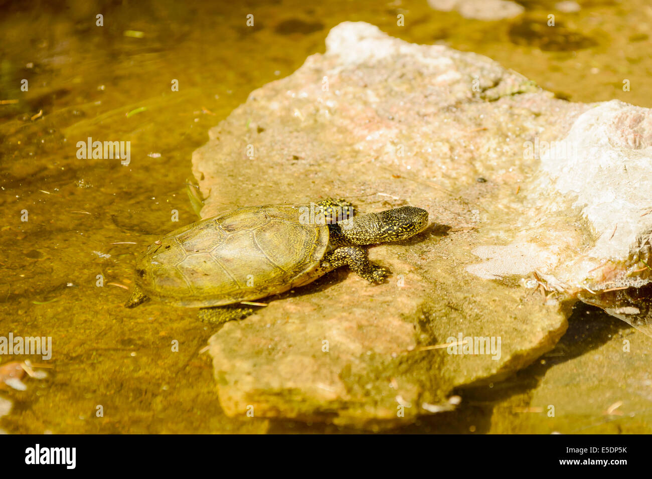 Tortue de l'Europe, Emys orbicularis, ici vu dans l'eau de monter une pierre. Banque D'Images