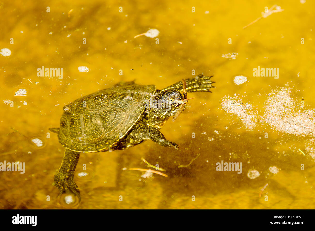 Tortue de l'Europe, Emys orbicularis, ici vu dans l'eau. Banque D'Images