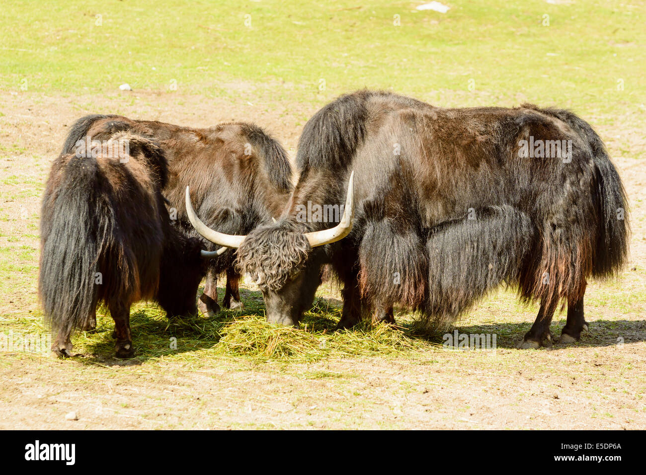 Yack, Bos grunniens, ici se nourrir sur des tas d'herbe. Banque D'Images